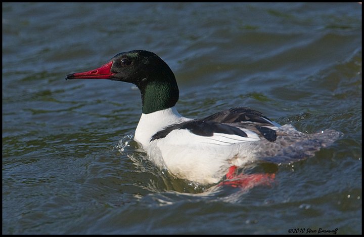 _0SB8460 common merganser drake.jpg